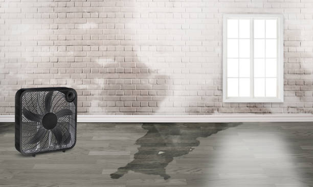 Best Mold removal after water damage  in Ravenna, OH